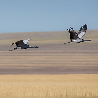Demoiselle cranes